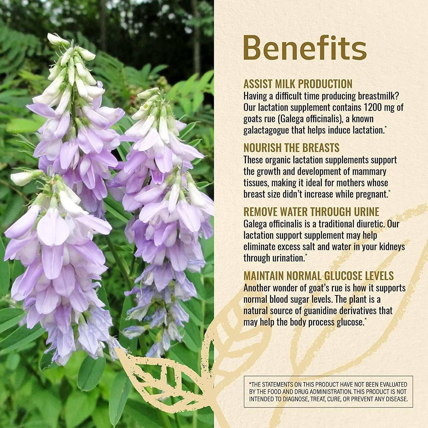 Goat's Rue 250 Capsules 500 mg | Lactation Supplement | Supports Mammary Tissue Development | Breast Feeding Capsules | Gluten Free | Non-GMO