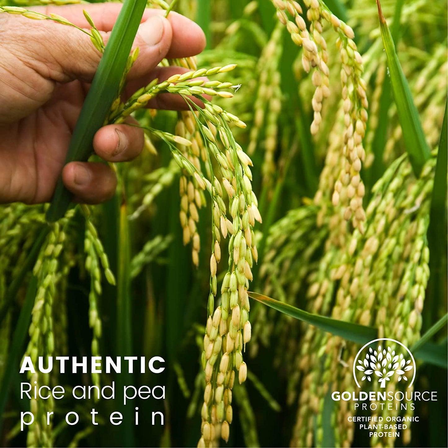 GoldenSource Proteins Organic Plant-based Protein, Green Tea, 1 Pound