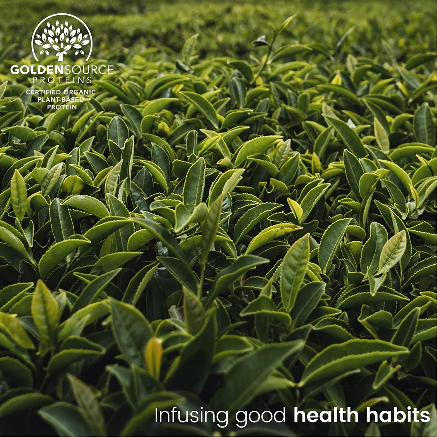 GoldenSource Proteins Organic Plant-based Protein, Green Tea, 1 Pound