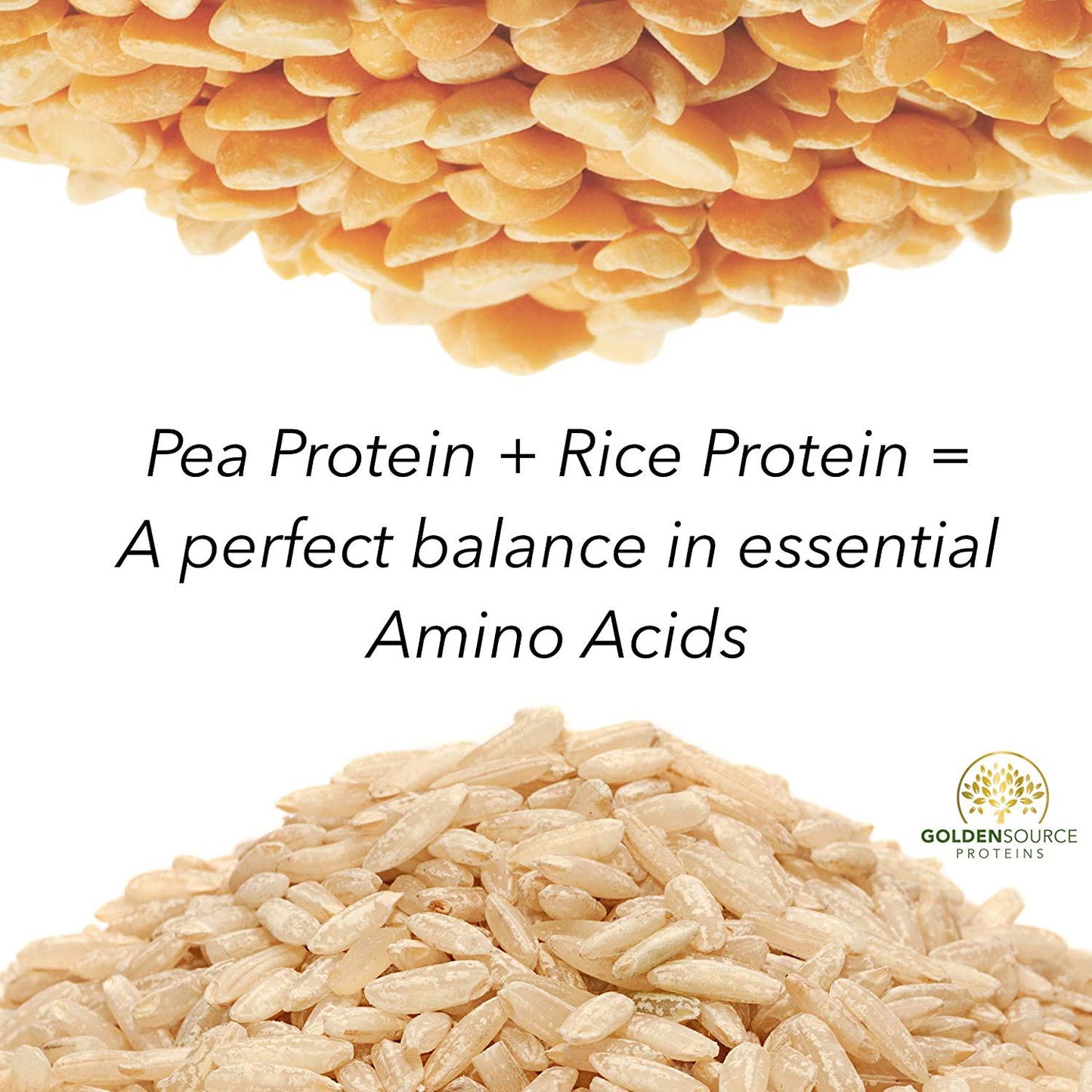 GoldenSource Proteins, Organic Plant-Based Protein, Coffee, 1 Pound, 18 Servings, 22 Vitamins and Minerals, Complete Amino Acid Profile, Free from Gluten, Soy, Dairy and Peanut, no Added Sugar