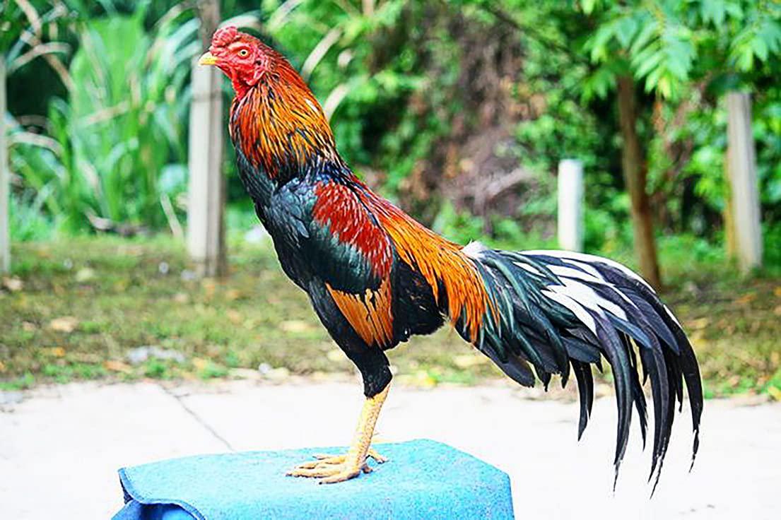 HULX 80 Capsule, Rooster Booster UN Sun Speed Vitamins Health Chicken Supplement Super Increasing Energy, Stronger and More Power Healthy Formula Feed for Bird Poultry, Cock Fighting Gamecocks Hen Food