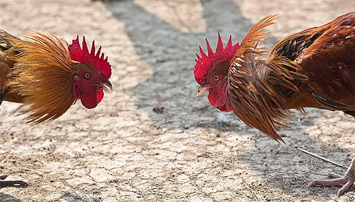 HULX 80 Capsule, Rooster Booster UN Sun Speed Vitamins Health Chicken Supplement Super Increasing Energy, Stronger and More Power Healthy Formula Feed for Bird Poultry, Cock Fighting Gamecocks Hen Food