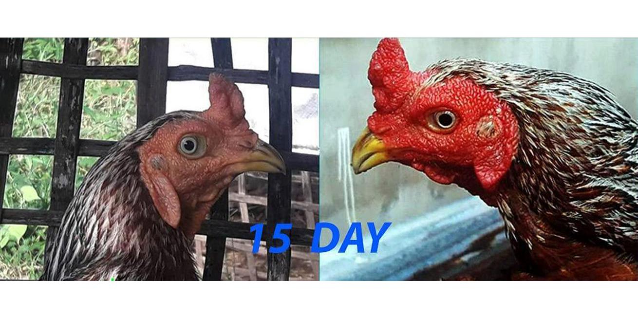 HULX Begin Plus 100 Tablets, Start Program Formula Rooster Booster Vitamins Health Supplement for Good Health, Build Muscle, Blood, Energy Power Feed Chicken Bird Poultry, Fighting Gamecocks Hen Food