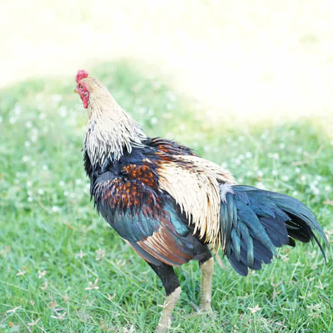 HULX Begin Plus 100 Tablets, Start Program Formula Rooster Booster Vitamins Health Supplement for Good Health, Build Muscle, Blood, Energy Power Feed Chicken Bird Poultry, Fighting Gamecocks Hen Food