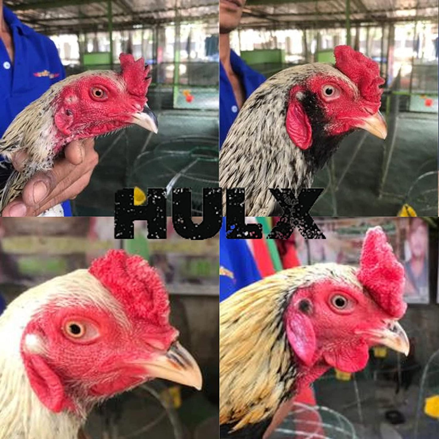 HULX Begin Plus 100 Tablets, Start Program Formula Rooster Booster Vitamins Health Supplement for Good Health, Build Muscle, Blood, Energy Power Feed Chicken Bird Poultry, Fighting Gamecocks Hen Food