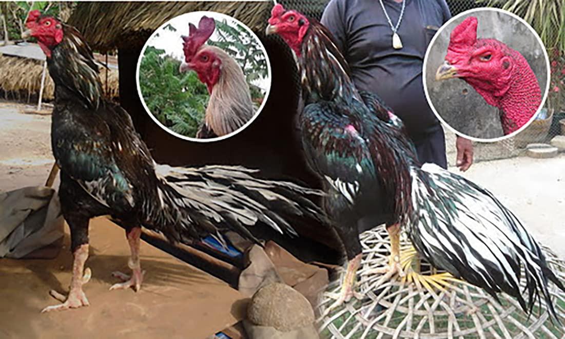 HULX POWER MAX 100 TABLETS, Fast Increasing Energy Formula Rooster Booster Vitamins Health Supplement for Good Health, Build Muscle, Blood, Power Feed Chicken Bird Poultry, Fighting Gamecocks Hen Food