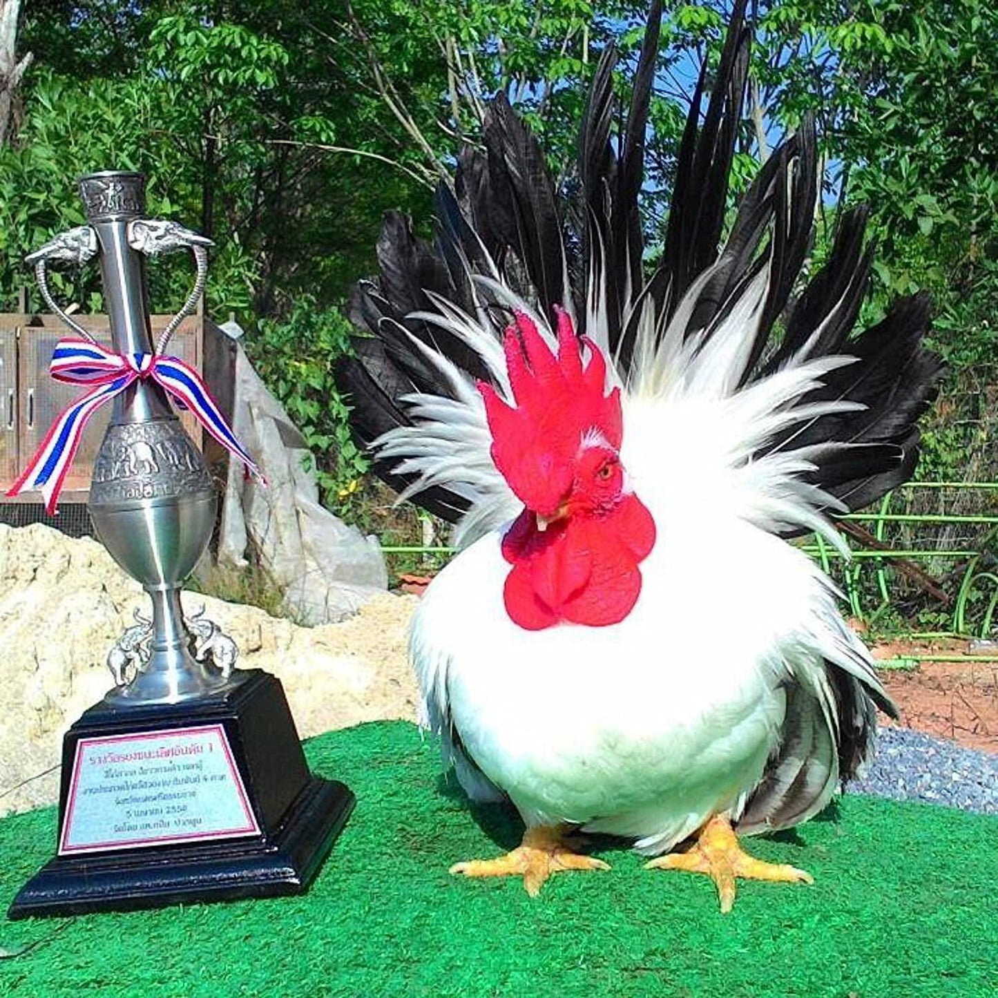 HULX Power Plus 100 Tablets, Long Term Strengher and Energy Formula Rooster Booster Vitamins Health Supplement Good Health, Build Muscle, Blood Feed Chicken Bird Poultry, Fighting Gamecocks Hen Food