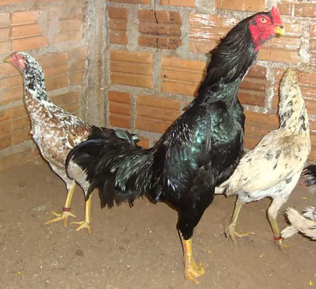 HULX Power Plus 100 Tablets, Long Term Strengher and Energy Formula Rooster Booster Vitamins Health Supplement Good Health, Build Muscle, Blood Feed Chicken Bird Poultry, Fighting Gamecocks Hen Food