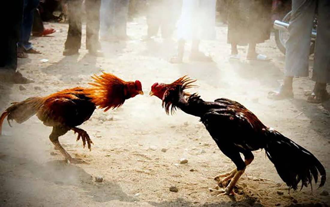 HULX Power Plus 100 Tablets, Long Term Strengher and Energy Formula Rooster Booster Vitamins Health Supplement Good Health, Build Muscle, Blood Feed Chicken Bird Poultry, Fighting Gamecocks Hen Food