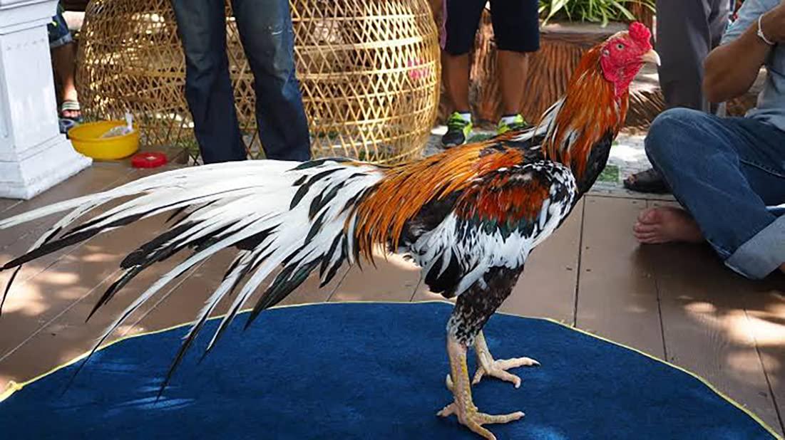 HULX Power Plus 100 Tablets, Long Term Strengher and Energy Formula Rooster Booster Vitamins Health Supplement Good Health, Build Muscle, Blood Feed Chicken Bird Poultry, Fighting Gamecocks Hen Food