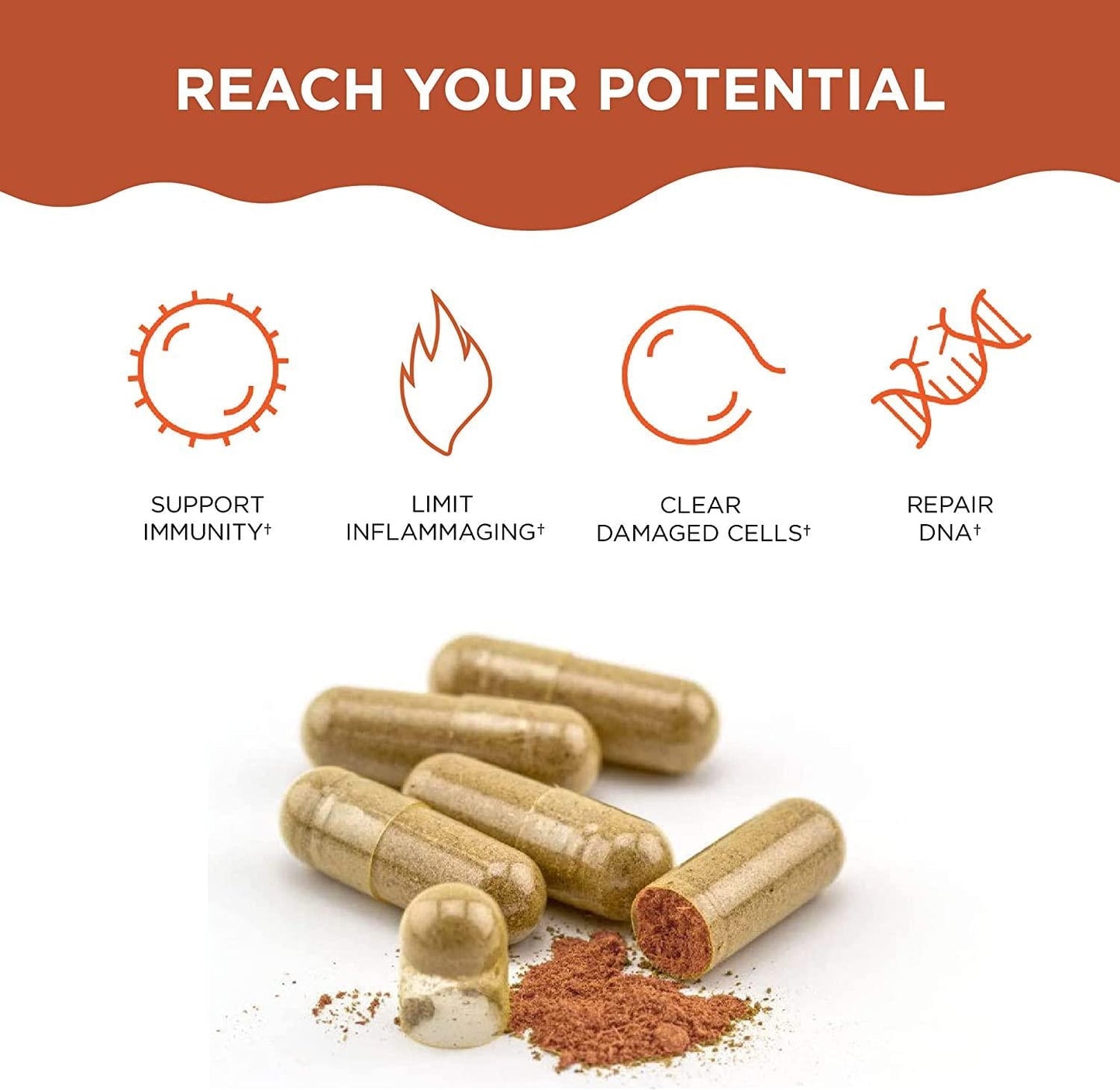 Healthycell AC-11 Supplement - DNA Repair Extract from Uncaria tomentosa Cat's Claw - Supplement for Anti Aging - Stem Cell Support - Immune Boosting - 350mg Natural Capsules (30 Pack Supply)