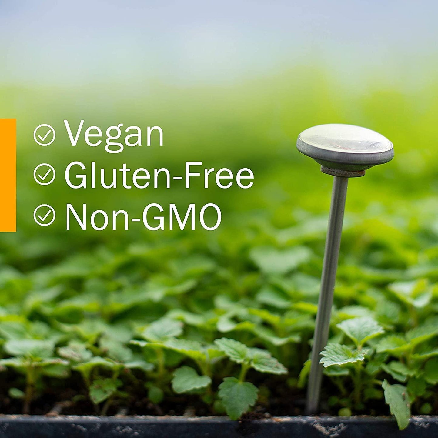 Herb Pharm Certified Organic Anise Liquid Extract for Digestive Support, 1 Fl Oz (Pack of 1) 1 Fl Oz