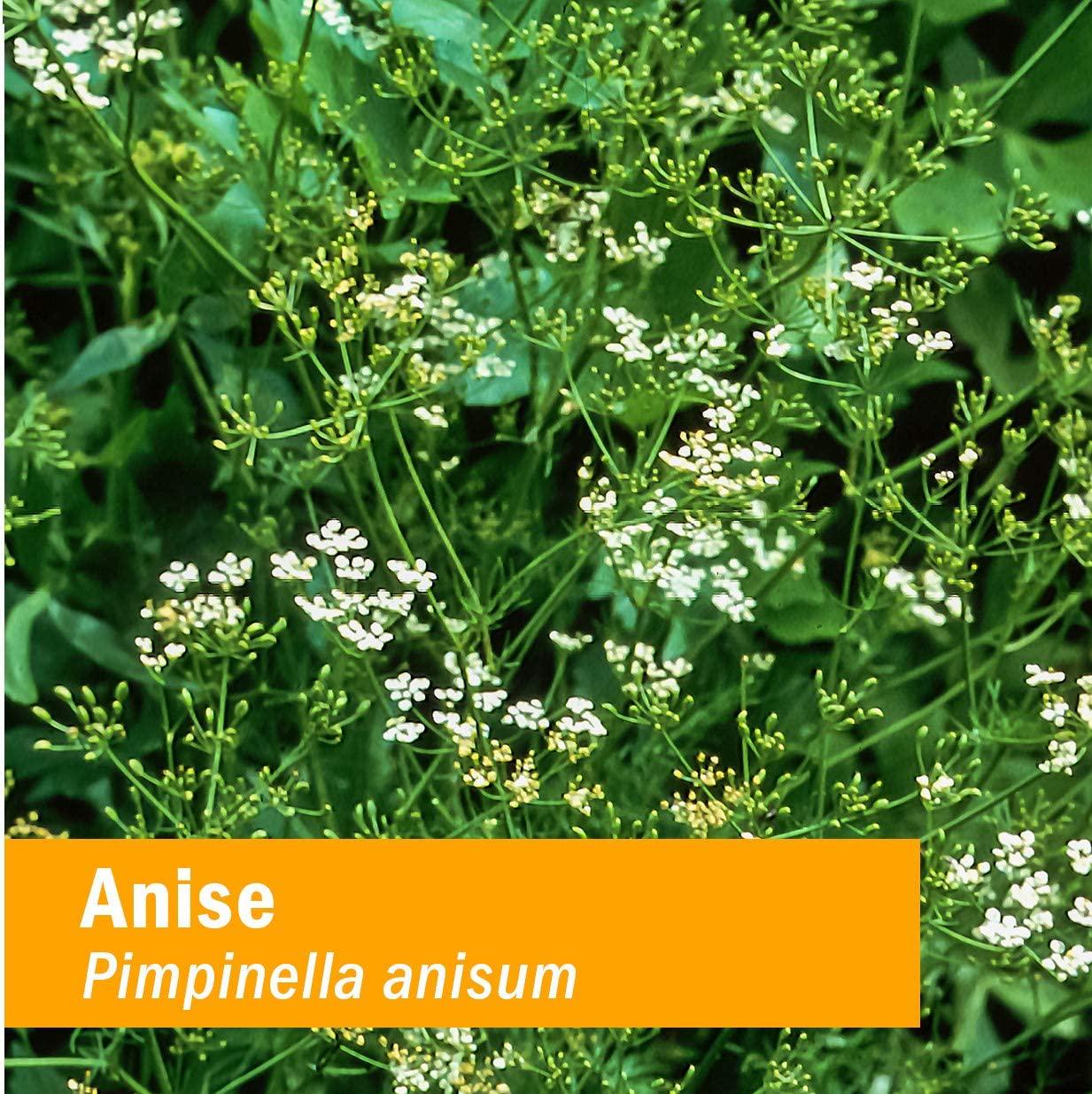 Herb Pharm Certified Organic Anise Liquid Extract for Digestive Support, 1 Fl Oz (Pack of 1) 1 Fl Oz