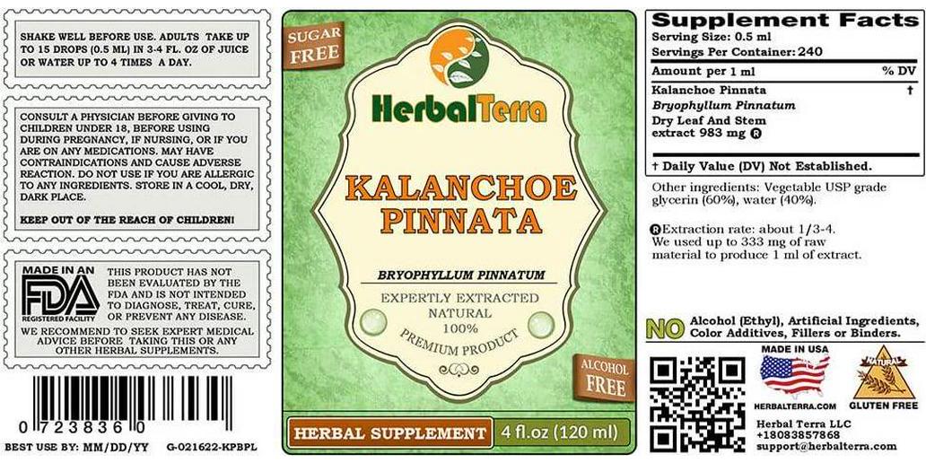 Kalanchoe Pinnata (Bryophyllum Pinnatum) Glycerite, Dried Leaves and Stems Alcohol-Free Liquid Extract 2 oz
