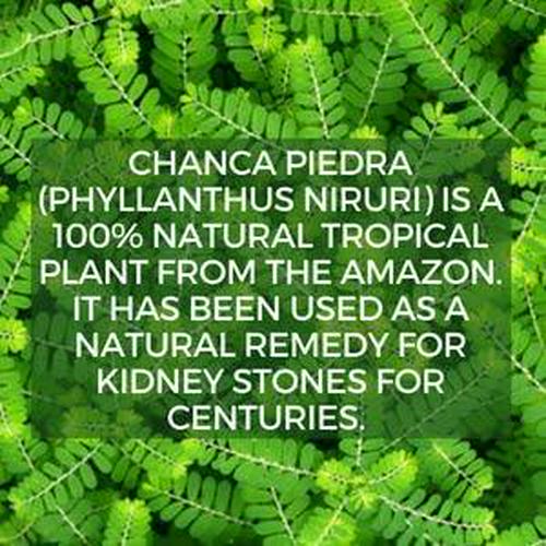 Kapok Naturals - Stone Breaker Chanca Piedra 500mg Tablets - Kidney Stone Dissolver and Gallstone Dissolver - Chanca Piedra Stone Breaker Pills for Kidney Cleanse and Kidney Stone Breaker (100 Tablets)