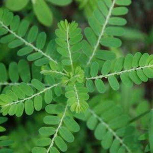 Kapok Naturals - Stone Breaker Chanca Piedra 500mg Tablets - Kidney Stone Dissolver and Gallstone Dissolver - Chanca Piedra Stone Breaker Pills for Kidney Cleanse and Kidney Stone Breaker (100 Tablets)