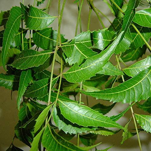 Lavingo Neem Capsules | 500 mg | Azadirachta Indica | 90 Veggie Capsule