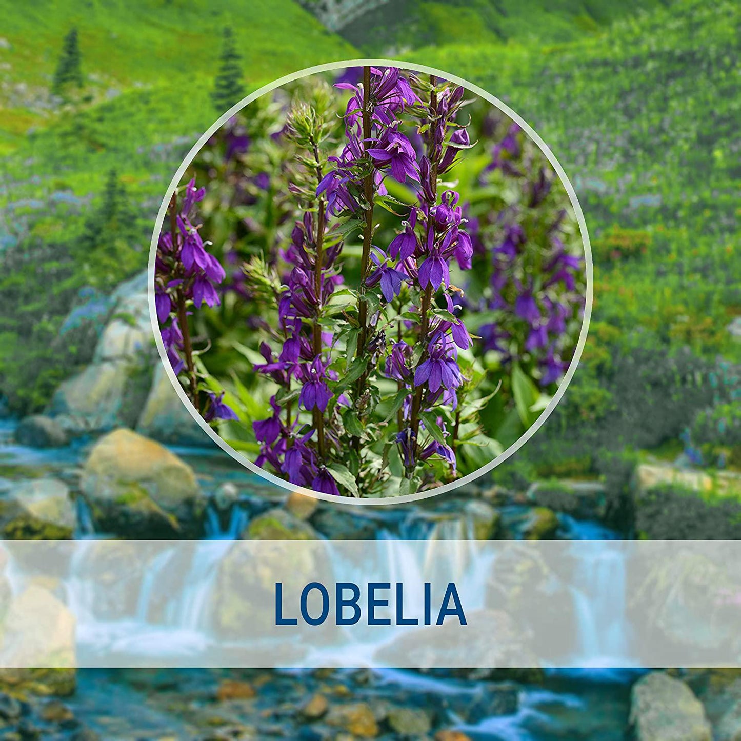 Lobelia Liquid Extract 4 fl oz | All-Natural Dietary Supplement | Respiratory Health | Mood Booster | Supports Muscle and Joint Health | Non-GMO