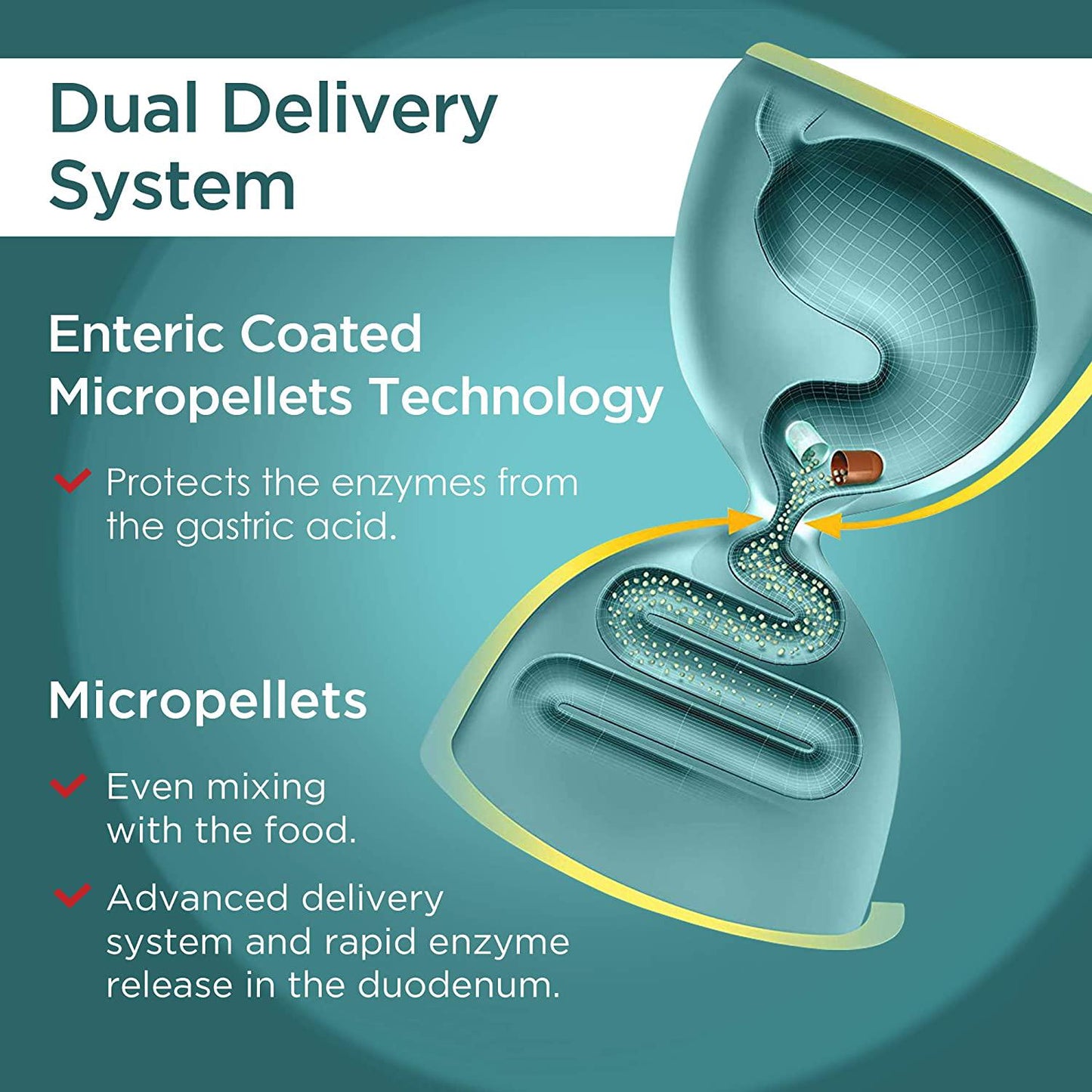 Micrazym Pancreatic Enzymes : 10,000 USP for Healthy Digestion. High Concentration Enteric Coated Digestive Enzymes - Pancreatin (Amylase, Lipase, Protease) - 50 Capsules