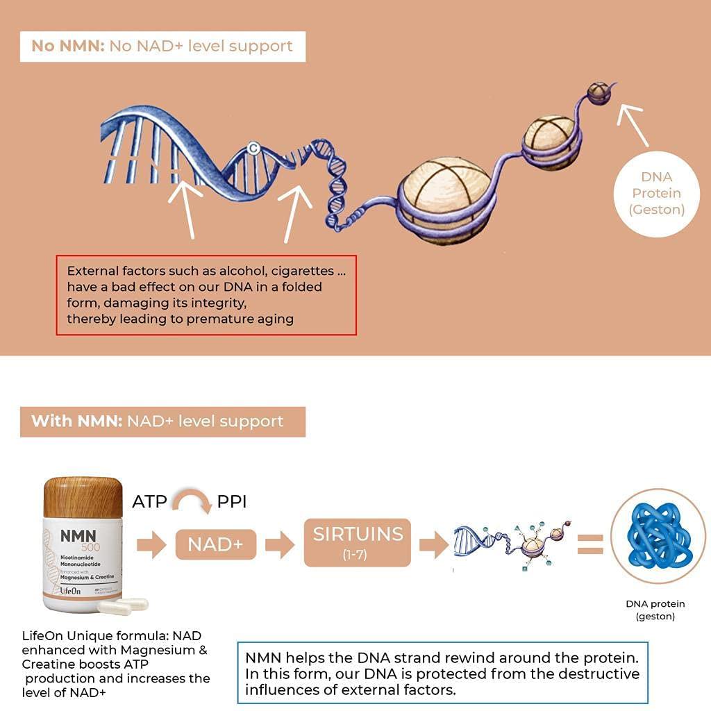 NMN Supplement with Magnesium Malate and Creatine, Nicotinamide 500mg, Potent Anti Aging and Skin Care, Brain Booster Supplements, NAD Cell Regenerator for DNA Repair,Longevity and Energy, 60 Capsule