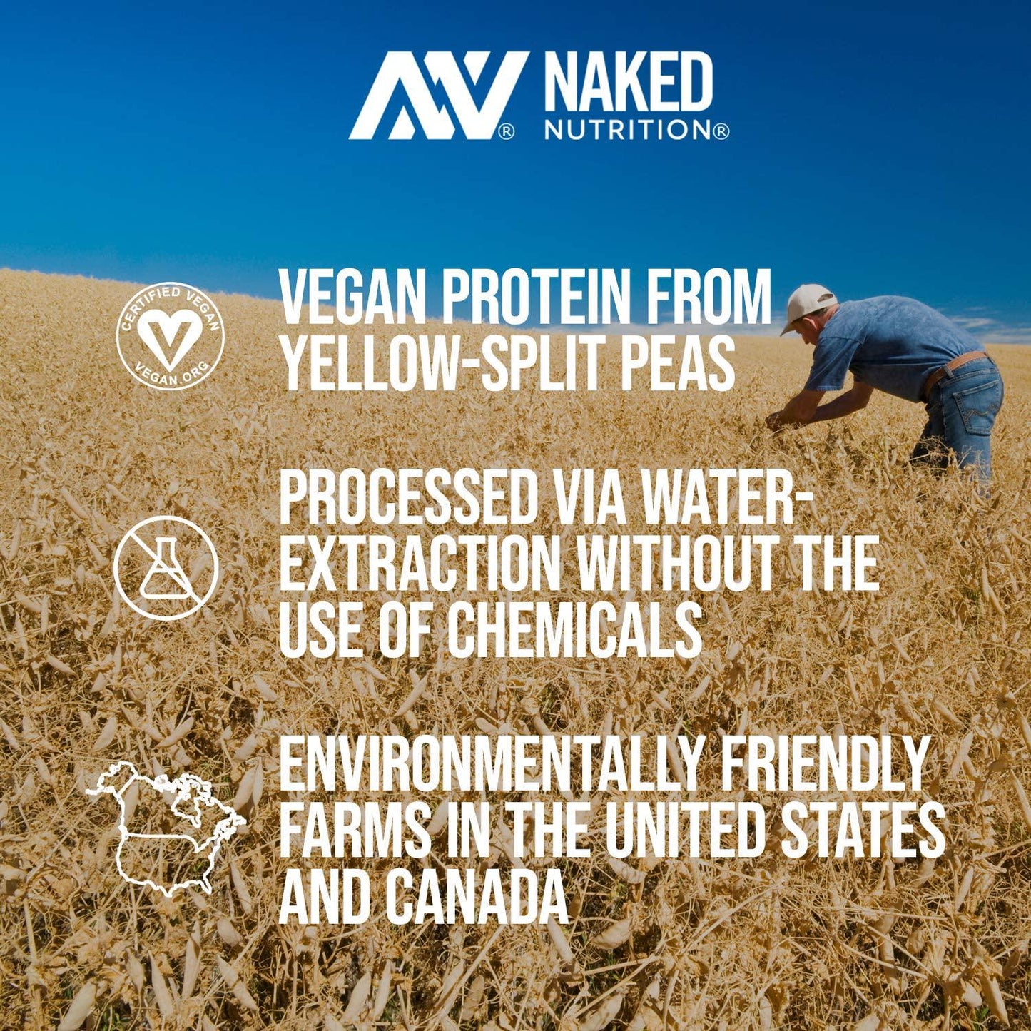 Naked Pea - Pea Protein Isolate from North American Farms - Plant Based, Vegetarian and Vegan Protein. Easy to Digest, Speeds Muscle Recovery - Non-GMO, No Lactose, No Soy and Gluten Free - 15 Servings