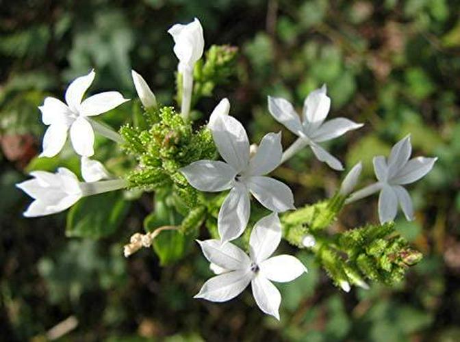 Naturevibe Botanicals Chitrak Powder (8 Ounces) - 100% Pure and Natural...[Packaging May Vary]