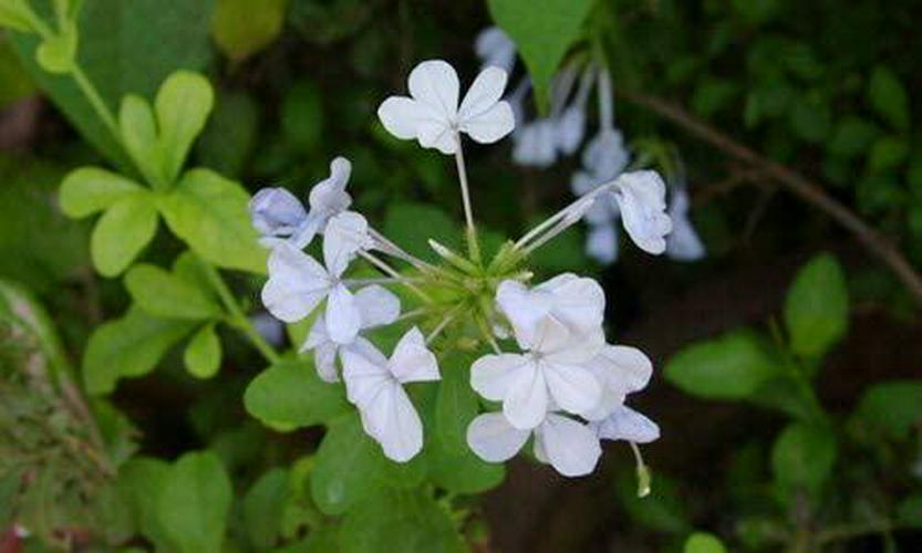 Naturevibe Botanicals Chitrak Powder (8 Ounces) - 100% Pure and Natural...[Packaging May Vary]