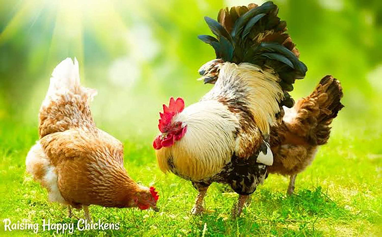 New X3 Faster 30 Capsules, WHEY Protein 68% Rooster Booster Vitamin Health Chicken Supplement for Build Body Big Muscle and Mass Gain, Power Feed Cock Fighting Gamecocks, Bird, Good Breeding, Hen Food