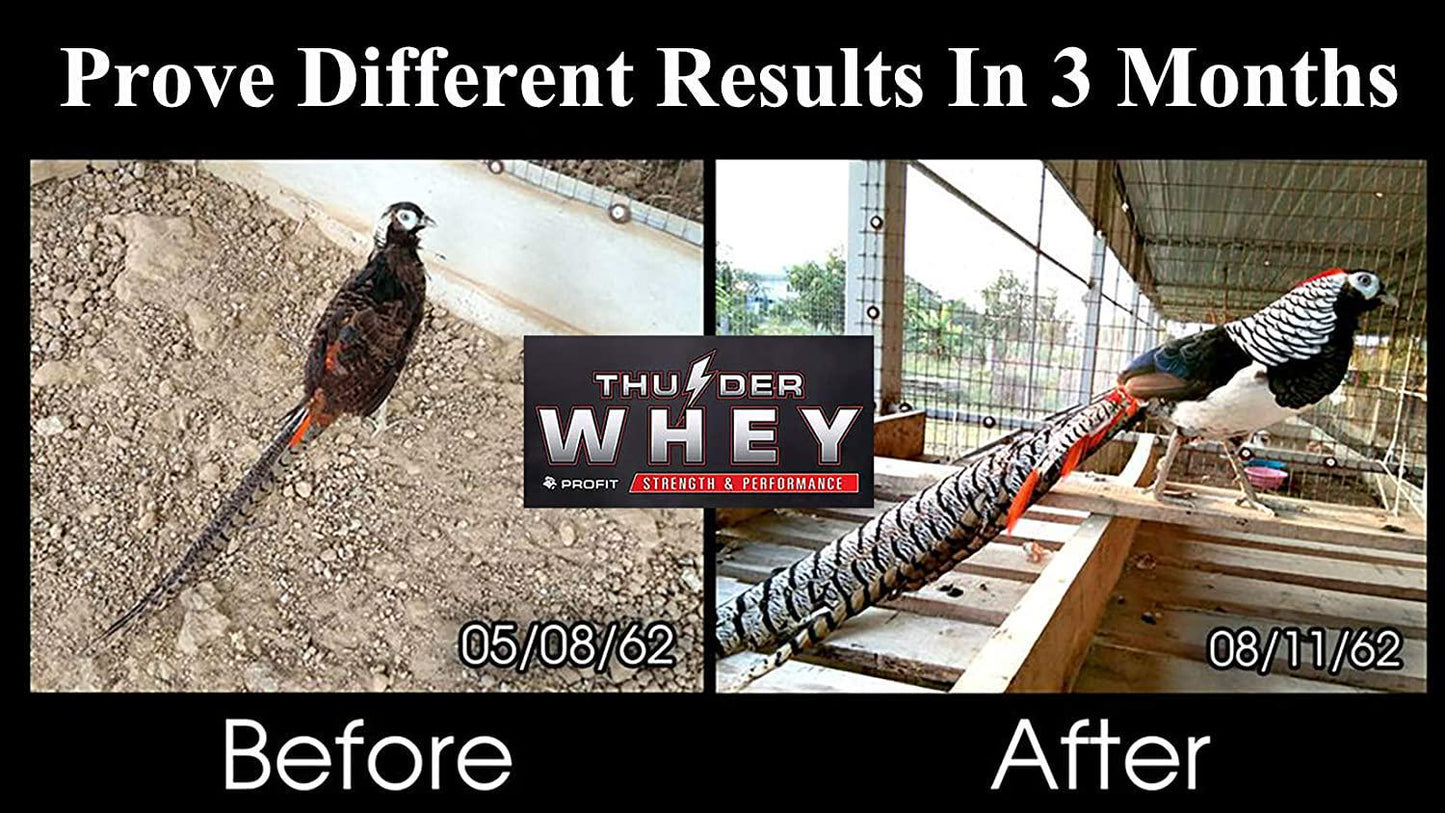 New X3 Faster 30 Capsules, WHEY Protein 68% Rooster Booster Vitamin Health Chicken Supplement for Build Body Big Muscle and Mass Gain, Power Feed Cock Fighting Gamecocks, Bird, Good Breeding, Hen Food