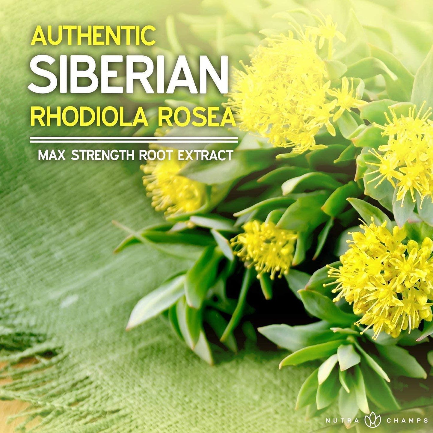 NutraChamps Rhodiola Rosea Supplement 600mg - 120 Count (Pack of 1) Capsules Siberian Root Extract 3% Rosavins and 1% Salidroside - Pure Maximum Strength Powder - 300mg Vegan Pills for Stress Relief, Mood, Focus and Energy