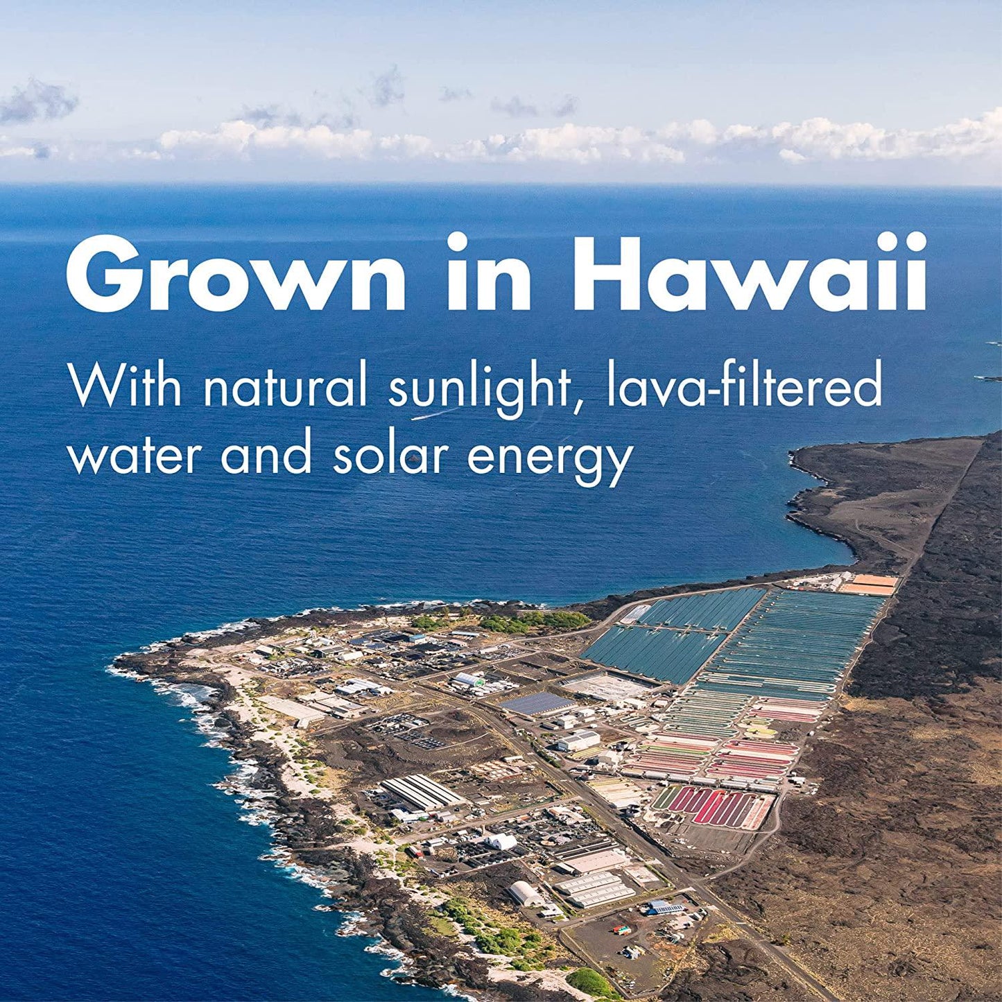 Nutrex Hawaii, Pure Hawaiian Spirulina Powder, Vegan, Supports Immune System, Heart, Cells and Energy, 16 Ounce