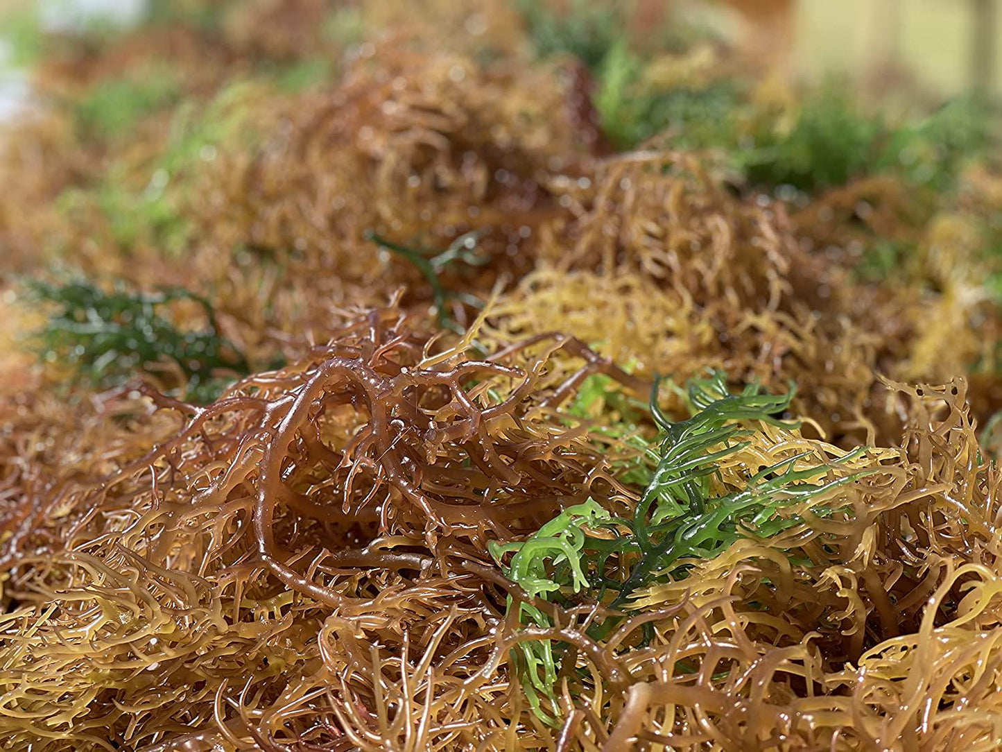 Premium Gold St. Lucia Sea Moss