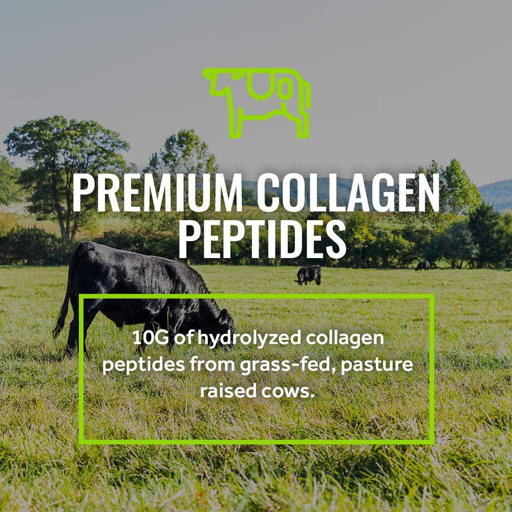 RSP AvoCollagen - Collagen Peptides Protein Powder + Avocado Oil, Grass Fed, Pasture Raised Collagen Protein with Heart Healthy Fats, Keto Friendly, Gluten Free, 20 Servings (Vanilla)
