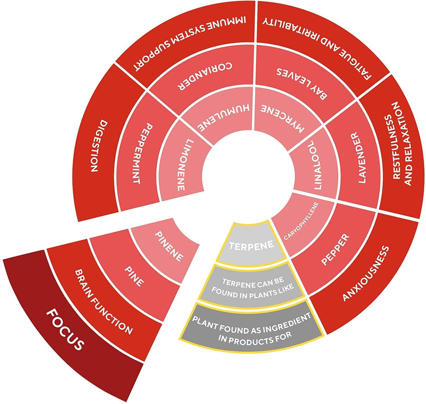 Rellies Natural Focus Mood Support Drops for Transformation Into a Deity of Superhuman Focus, Memory, and Energy | Naturally Derived Terpenes | Ready to Use: No Calculating Dilution (30 Servings)