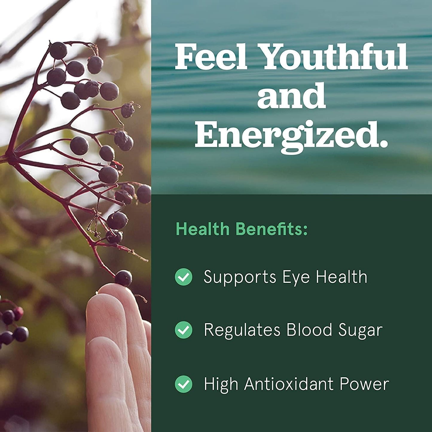 SB Organics Maqui Berry Capsules - 90 ct Non-GMO Vegan Supplement Made of Pure Maqui Berry Powder from Chile - Rich in Antioxidants