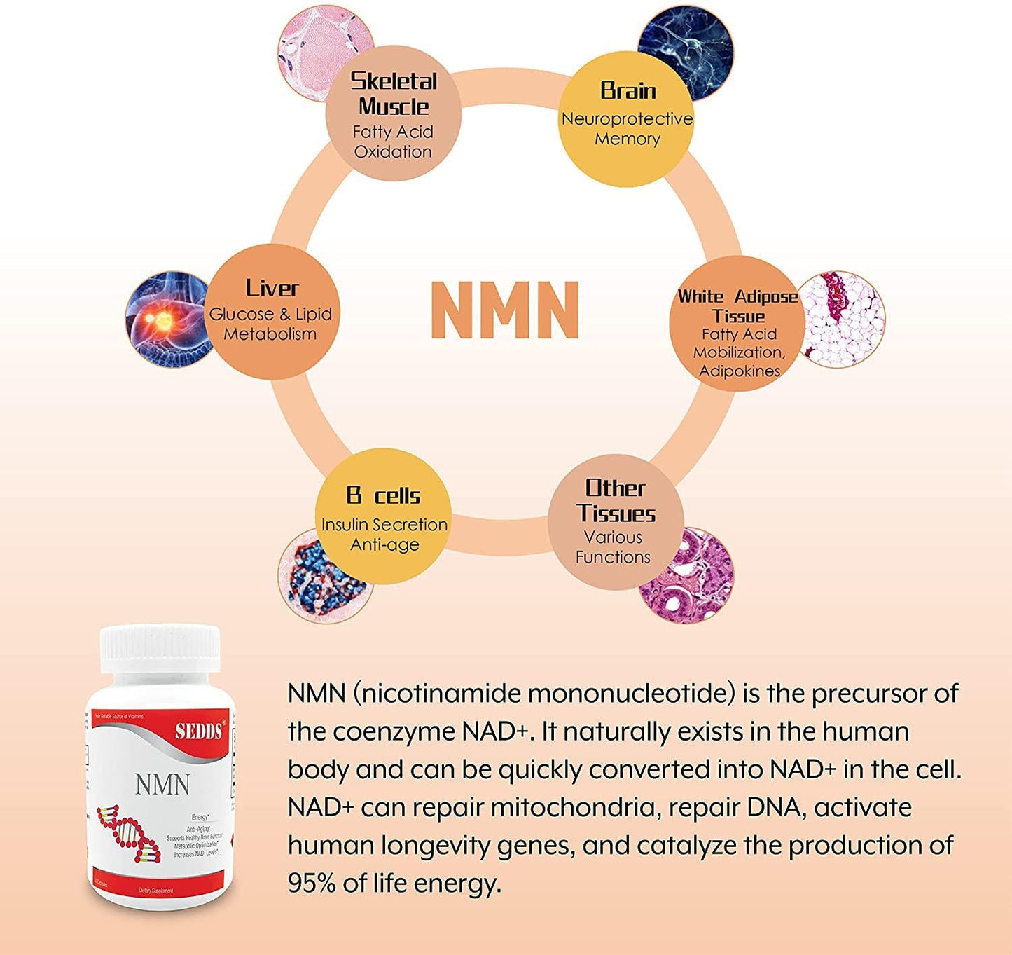 SEDDS NMN 300mg Per Serving (Beta Nicotinamide Mononucleotide) to Increase NAD+ Levels Riboside for Energy, Anti Aging, Brain Function Metabolic optimazation by SEDDS Supplements