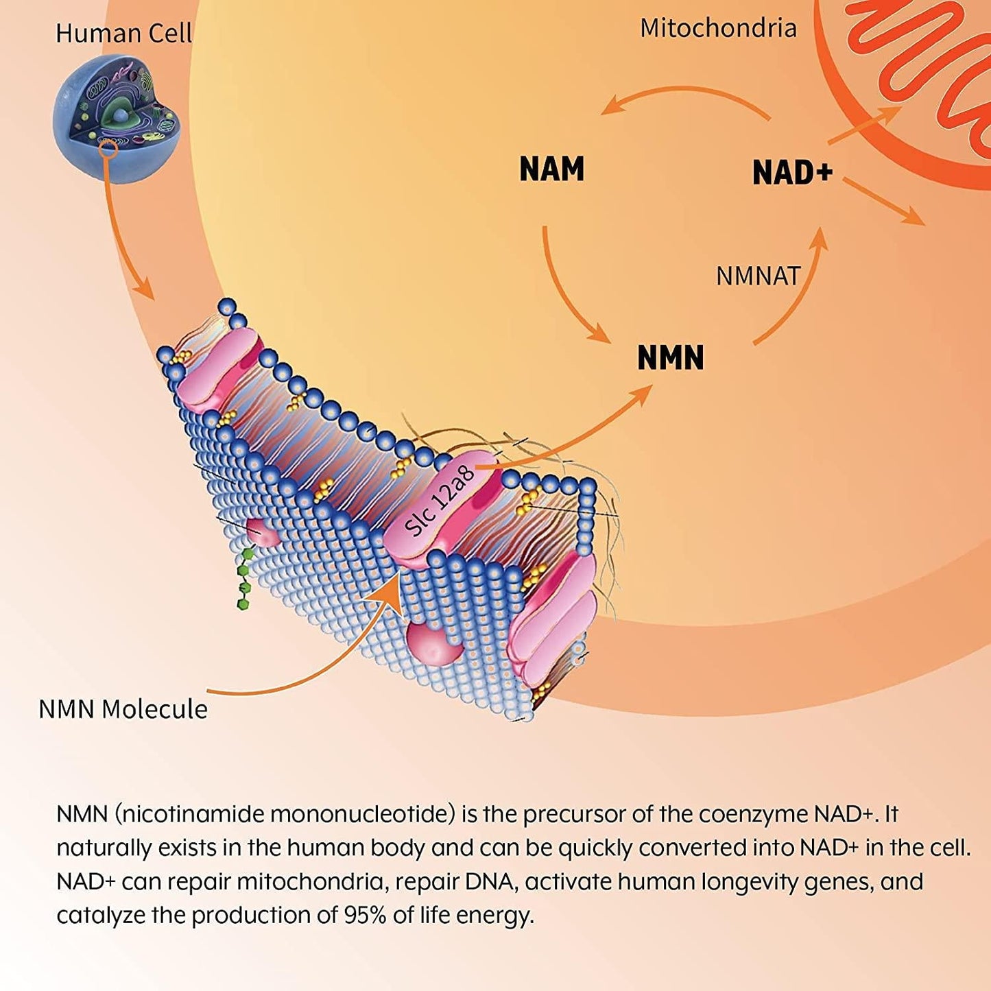 SEDDS NMN 300mg Per Serving (Beta Nicotinamide Mononucleotide) to Increase NAD+ Levels Riboside for Energy, Anti Aging, Brain Function Metabolic optimazation by SEDDS Supplements