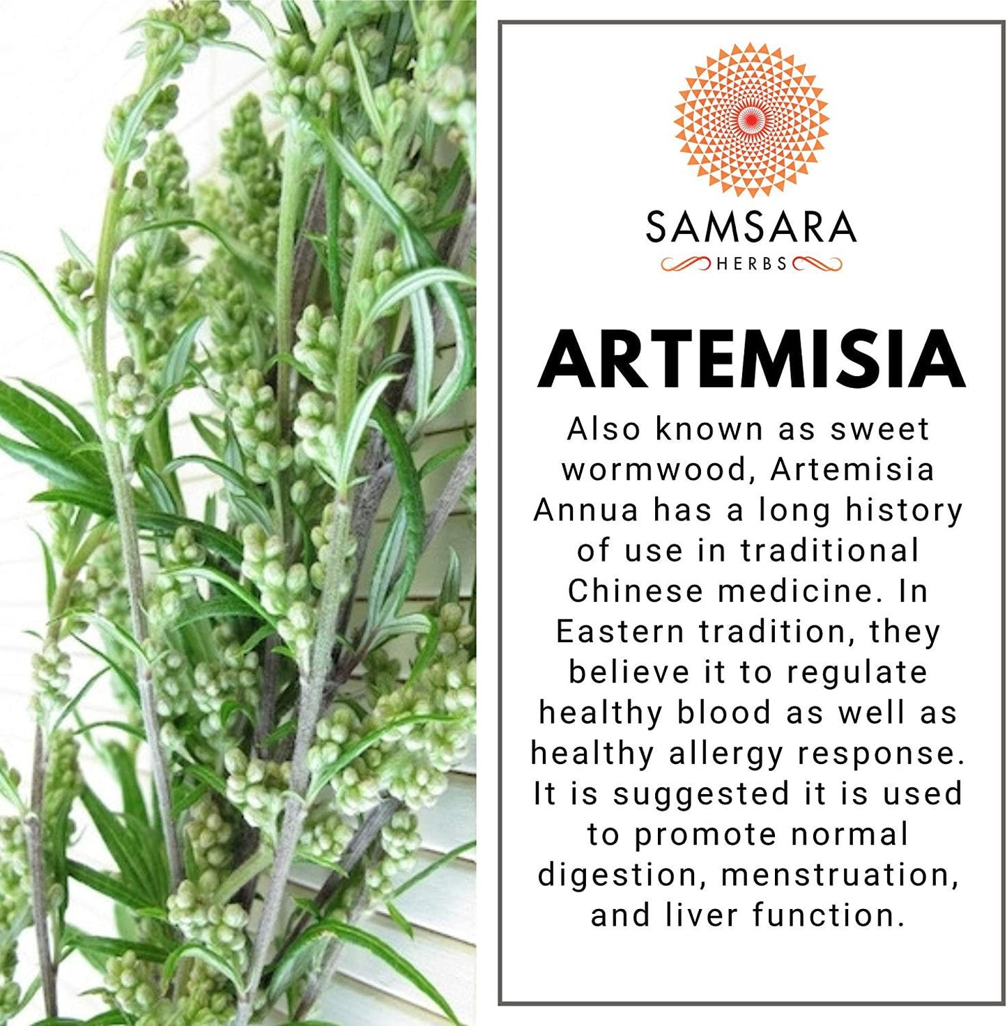 Samsara Herbs Artemisia Annua Extract (2oz) - Artemisinin Annua Sweet Wormwood Powder