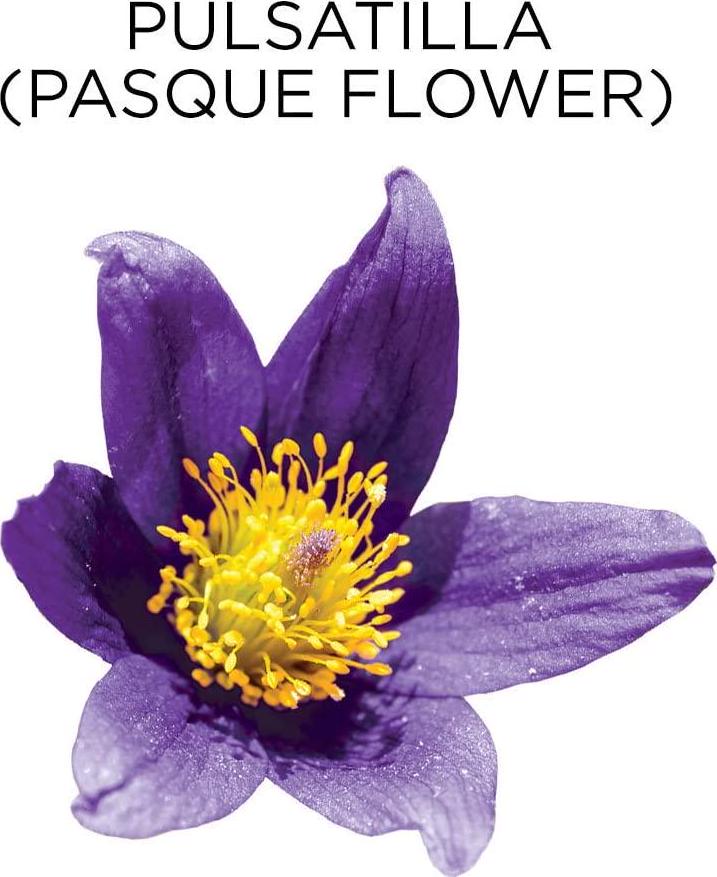 Similasan Kids Allergy Eye Relief Drops 0.33 Ounce, for Temporary Relief from Red Eyes, Itchy Eyes, Burning Eyes, and Watery Eyes Due to Allergies, Formulated with Natural Active Ingredients