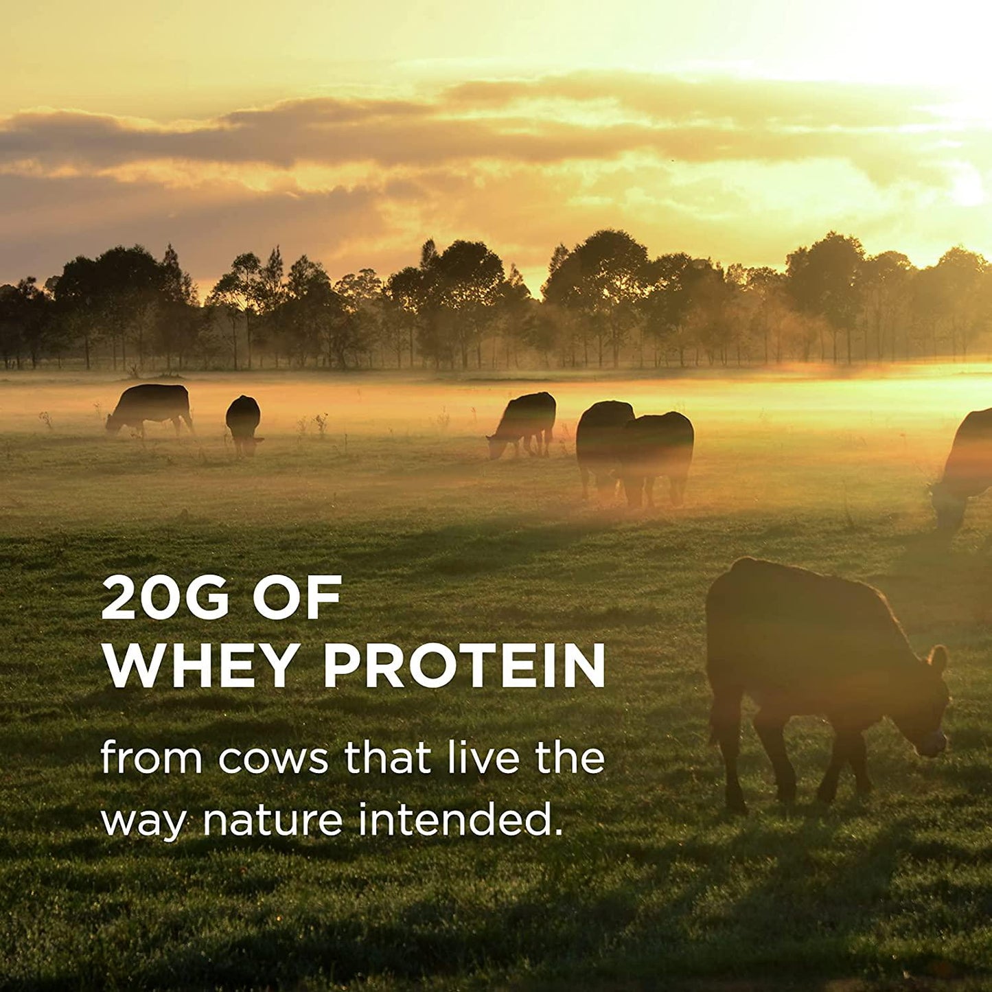 Solgar Grass Fed Whey to Go Protein Powder Unflavored, 2.3 lbs - 20g of Grass-Fed Protein from New Zealand Cows - Great Tasting and Mixes Easily - Supports Strength and Recovery - Non-GMO, 36 Servings