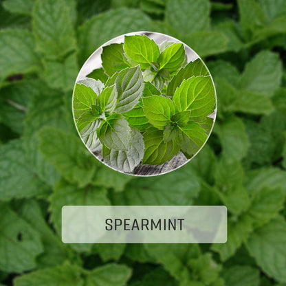 Spearmint Capsules, 500 mg, Organic Spearmint Leaf (Mentha spicata) (2x100 Capsules)