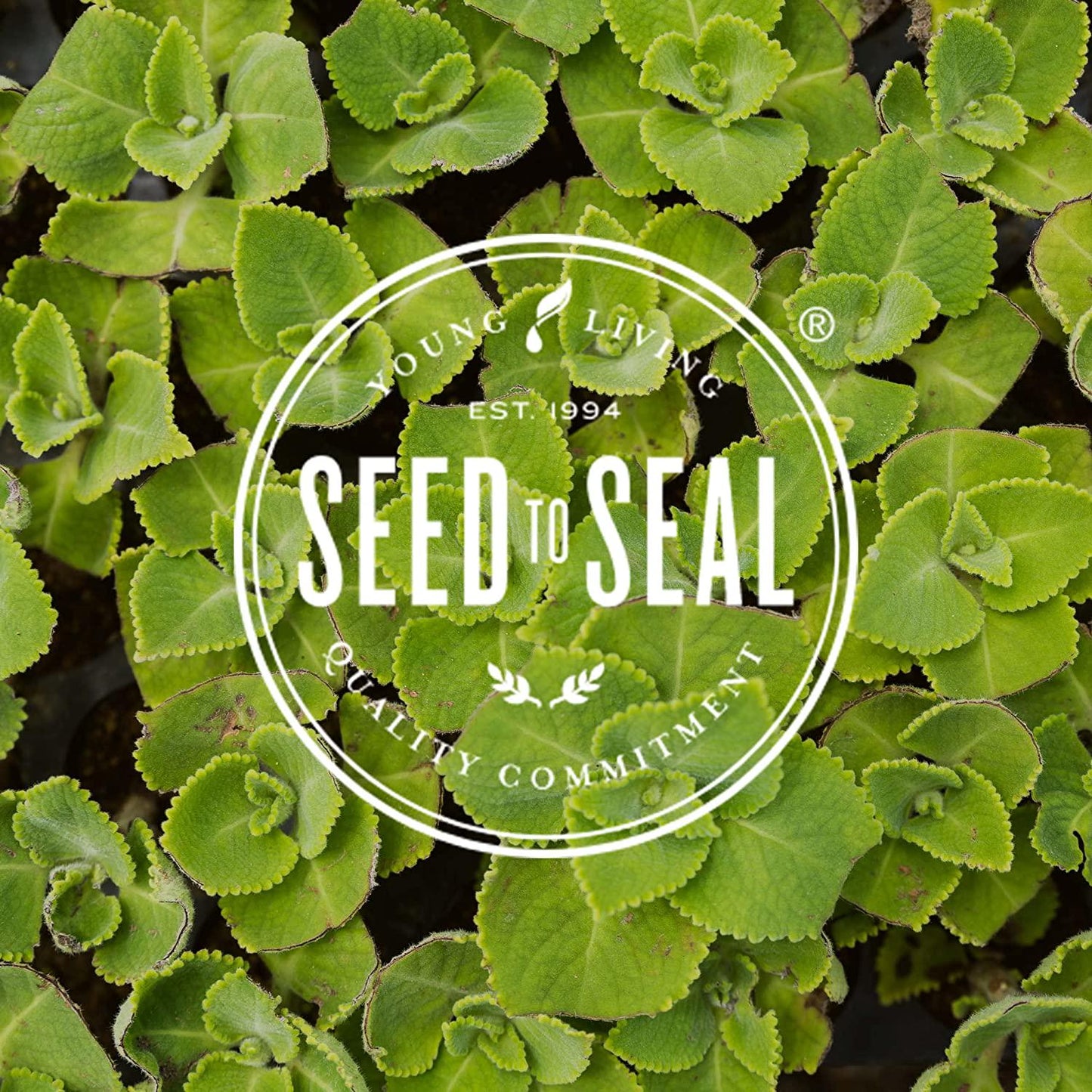 Super B Tablets 60 ct by Young Living Essential Oils