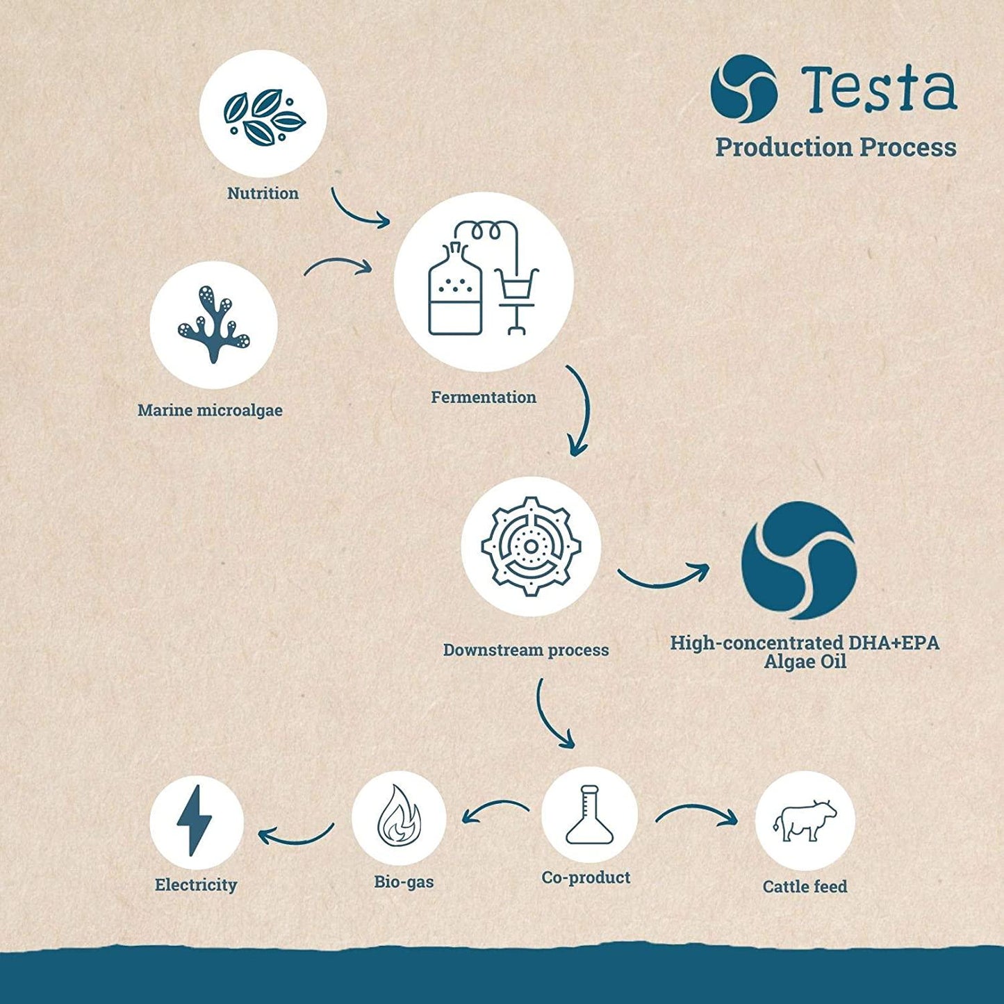 Testa - Cut Out The Middle-Fish - Much Healthier Than Fish Oil - Plant Based GMO-Free Omega-3 DHA + EPA from Algae Oil - Pure and Vegan - Testa Omega 3-60 Capsules