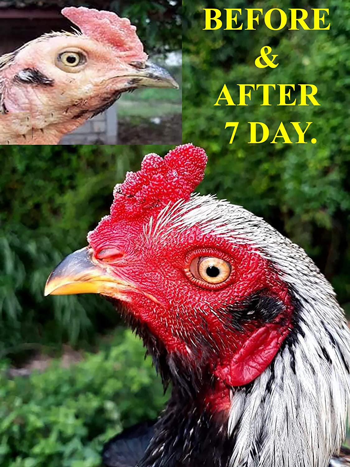 Thunder MAXX and Faster X3 Fast Result New Formula Rooster Booster Vitamins Health Supplement Capsules Chicken Support Energy Power and Big Muscle Gain Feed Cock Fighting Gamecocks, Poultry 90 Capsule