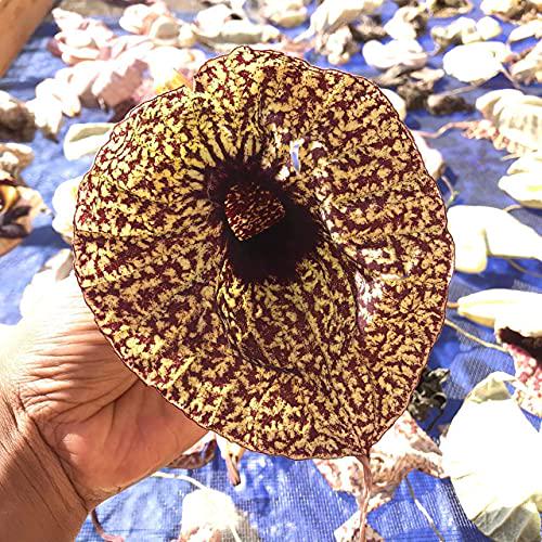 Yaga Lifestyle Duck Flower Detox - Flor de Pato, Palo Guaco