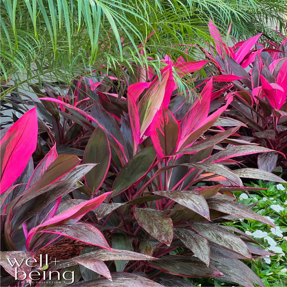 Cordyline Fruticosa, Red Sister, Ti Plant, Live Plant 25-30 In. Tall in Grower Pot by Nature'S Way Farms