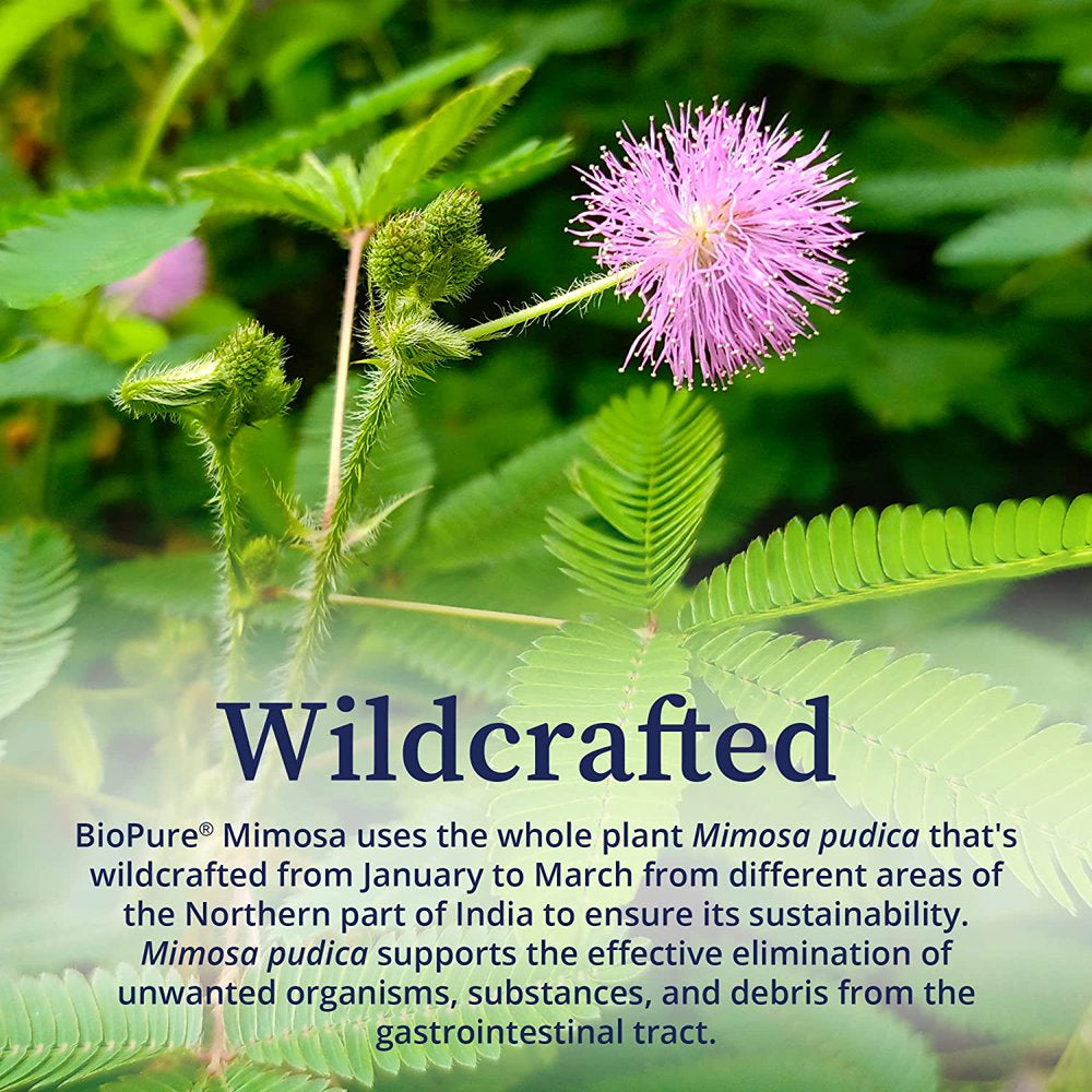Biopure Mimosa Wildcrafted Organic Mimosa Pudica Powder to Eliminate Unwanted Organisms, Toxins, & Debris from Gastrointestinal Tract for Gut Health & Balanced Flora Proliferation & Microbiome 4Oz