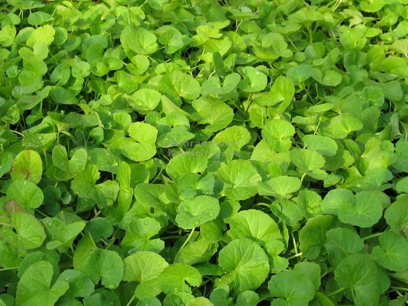 Foodherbs Gotu-Kola/Vallarai/Centella Asiatica Powder (200 Gm/0.44 Lbs)