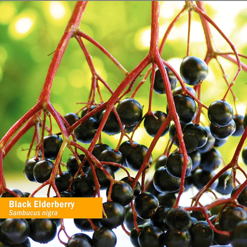 Herb Pharm Kids Certified-Organic Alcohol-Free Black Elderberry Glycerite Liquid Extract, 1 Ounce