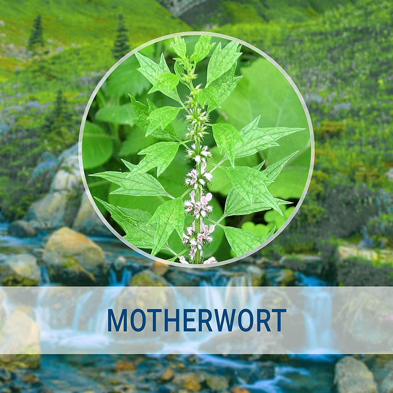 Motherwort Liquid Extract 4 fl oz | All-Natural Dietary Supplement | Supports Heart Health | Blood Pressure Support | Anxiety and Stress Relief | Women's Health Supplement | Kidney Support | Non-GMO